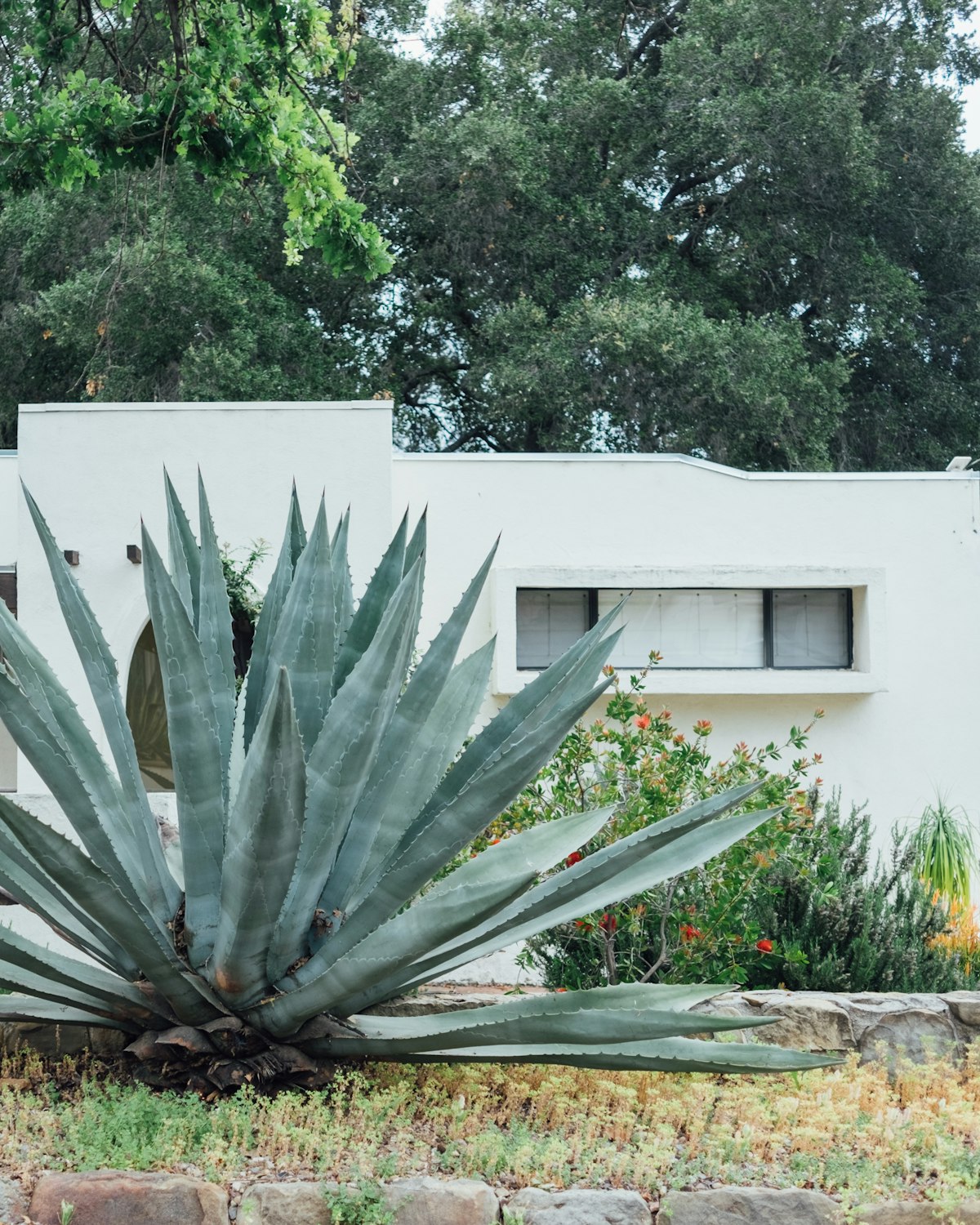 White Spanish Colonial-style home with an agave plant, Los Feliz, Los Angeles